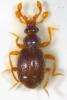 Bythinus burrellii
